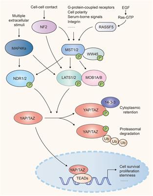 The Crosstalk Between Hippo-YAP Pathway and Innate Immunity